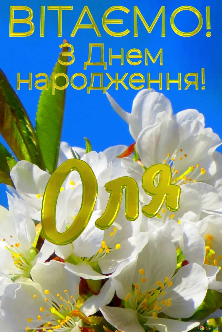 Привітання з днем народження Олі на фоні білих квітів.
