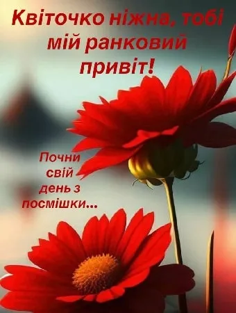 Червона квітка з побажанням доброго ранку українською.