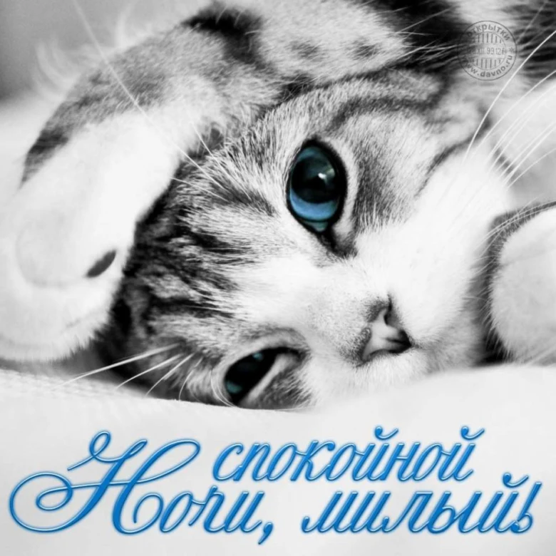 Мілявий котик з побажаннями добраніч українською.