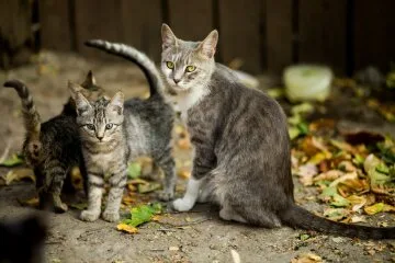 Сіре кошеня та доросла кішка на вулиці